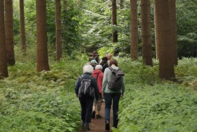 Waldtage im Moor