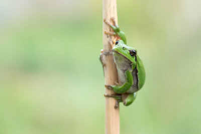 Laubfrosch (Farina Graßmann)