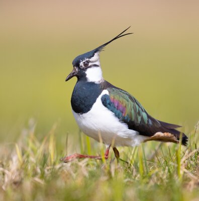 Veranstaltung: Vogelbeobachtung am Fahrländer See Mi 07. 05. 2025