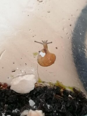 Babyschnecke