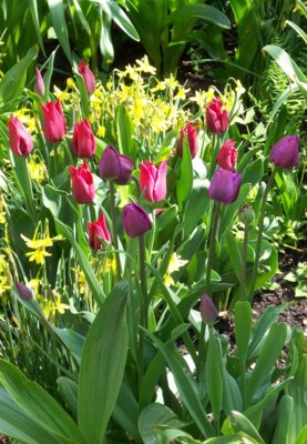 Foto:  Lila Tulpen