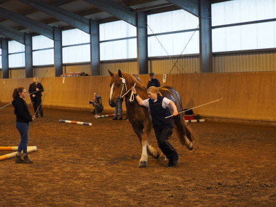 Stuteneintragung Vorführen in der Halle (Bild vergrößern)