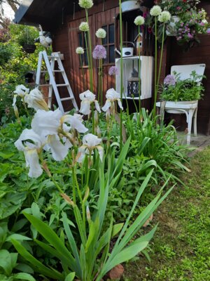 Gartenpflanzen, Foto: Sylke Titzmann