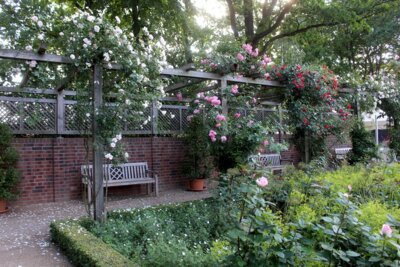 Rosengarten im Kurpark Bad Schmiedeberg