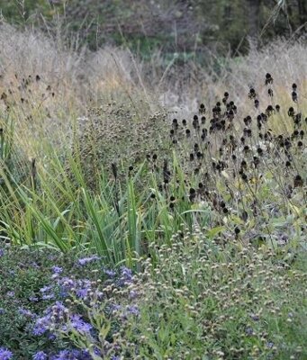 Online-Seminar "Gartenfotografie – Schönheit mit der Linse einfangen"