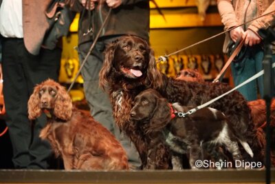Jagdhunde