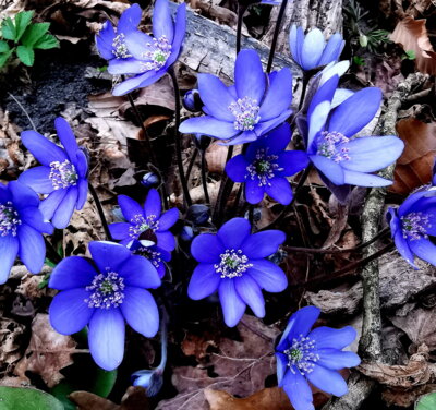 Veranstaltung: 9. Naturwanderung am 02.04.2025 Nauener Forst