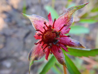Das Sumpf-Blutauge (Comarum palustre), die Blume des Jahres 2025, wuchs bis vor ca. 20 Jahren noch am Karauschenteich. Foto: Uwe Jueg