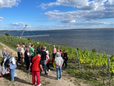 Weinbergführung mit Weinprobe am Großräschener See