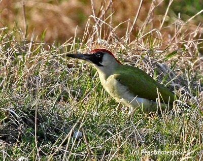 Grünspecht - häufiger Besucher auf Streuobstwiesen (Bild vergrößern)