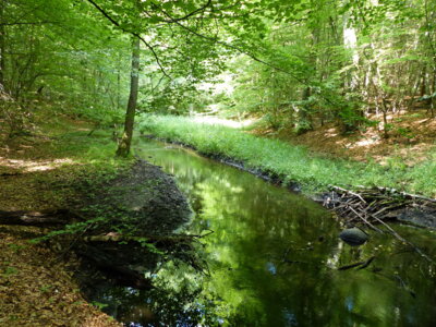 Im Radebachtal
