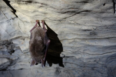 Fledermaus | Ralf Kirchner