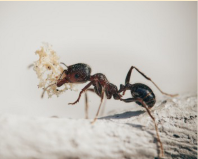 Veranstaltung: Heimische Insekten und andere Tiere am Tannenbusch Di 13. 05. 2025