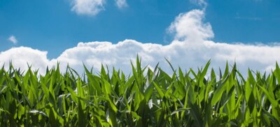 Maispflanzen vor einem Blauen Himmel mit Wolken. (Bild vergrößern)