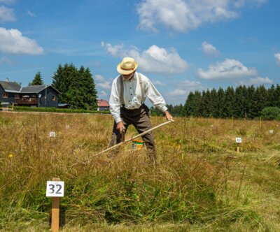 Mähen mit der Handsense (c) LPV Thüringer Wald (Bild vergrößern)