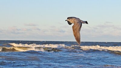 Veranstaltung: 23. bis 26. Februar 2026: URANIA-Winterwanderung an der Ostseeküste Mo 23. 02. 2026