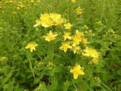 Johanniskraut, Foto: Rosa-Maria Rinkl (Bild vergrößern)