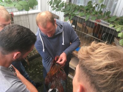 Veranstaltung: Kreis 3 Kreisjungtierbesprechung in Adelsdorf Sa 06. 09. 2025