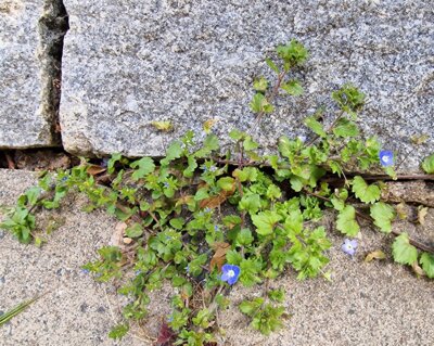 Zwischen Pflastersteinen wächst das kleine Kahle Bruchkraut (Herniaria glabra), hier auf dem Schlossplatz Ludwigslust neben einem Skolithos-Sandstein. Foto Uwe Jueg