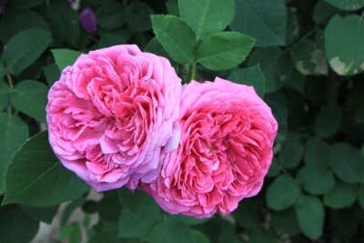 Damascena rosa, Foto: Emilian Robert Vicol auf Pixabay