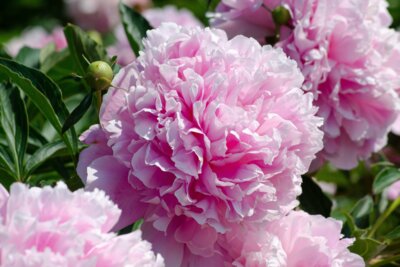 Veranstaltung: Pfingstrosenblüte - Gartenentdeckungen im Elbe-Saale-Winkel Fr 05. 06. 2026