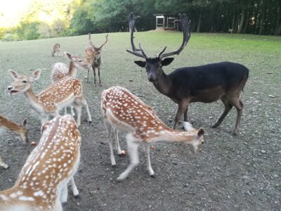 Unser Damwild