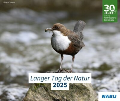 Wasseramsel (Bild vergrößern)