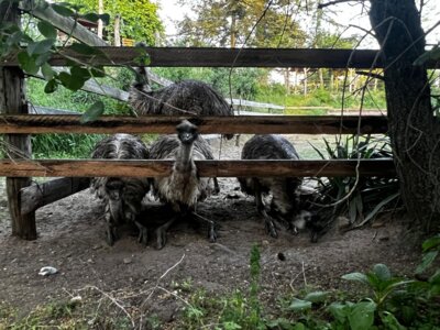 Emus