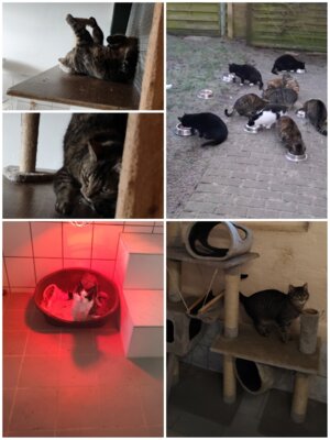 Katzen beim Spielen, Essen und unter einer Rotlichtlampe.