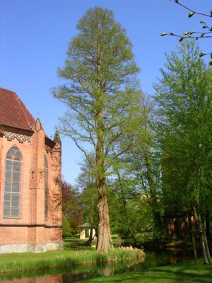 Direkt an der Katholischen Kirche steht eine imposante Sumpfzypresse. Foto: Uwe Jueg