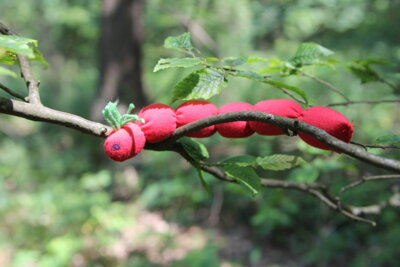 Raupe im Sommer