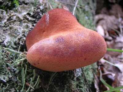 Leberpilz: Essbar oder nicht? Foto: R. Berthelmann