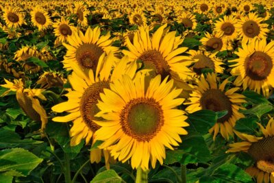 Veranstaltung: SOMMERFERIENPROGRAMM | Natur drucken - Kreativworkshop Do 04.​09.​2025