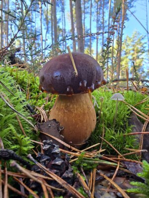 Der Steinpilz - einer der beliebtesten Speisepilze. Foto: Monika Jueg