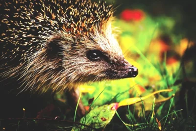 Veranstaltung: Wie bringt man Igel durch den Winter - Vortrag und Bau eines Igelhauses Sa 04.​10.​2025