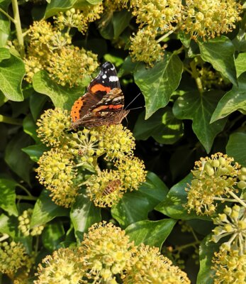 Efeublüten, eine der letzten Trachtpflanzen für unsere Insekten (Bild vergr&ouml;&szlig;ern)