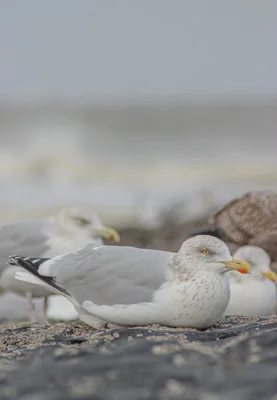 © Staatsbad Norderney GmbH (Bild vergr&ouml;&szlig;ern)