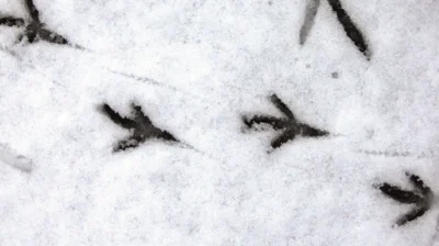 Vogelspuren im Schnee; Foto: Magnus Manske | CC 2.0 | wikimedia commons (Bild vergr&ouml;&szlig;ern)