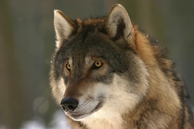 Veranstaltung: Wolfswanderung So 15.​03.​2026