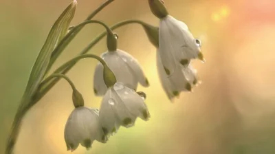 Märzenbecher-Blüten Foto: Pixabay