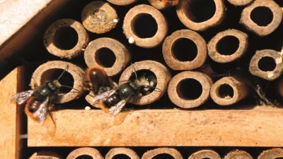 Wildbienen an einer Insektennisthilfe (Bild vergr&ouml;&szlig;ern)