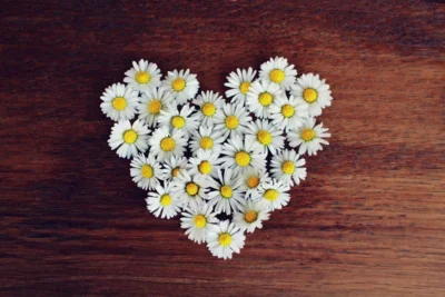 Ein Herz aus Gänseblümchen, Bild von Kati auf Pixabay (Bild vergr&ouml;&szlig;ern)