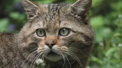 Wildkatze im Portrait