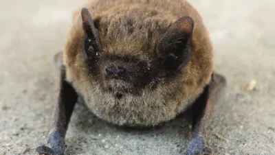 Eine Fledermaus liegt auf dem Boden (Bild vergr&ouml;&szlig;ern)