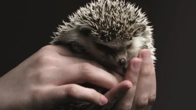 Ein Igel wird in Händen gehalten (Bild vergr&ouml;&szlig;ern)