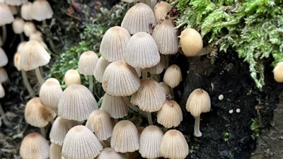 Pilze an Holzstamm (Bild vergr&ouml;&szlig;ern)