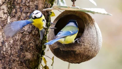 Zwei Blaumeisen an einem Futterspender (Bild vergr&ouml;&szlig;ern)