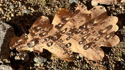 Tautropfen glitzern auf einem herbstlichen Eichenblatt (Bild vergr&ouml;&szlig;ern)