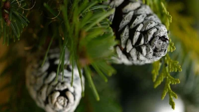 Zapfen und winterliches Grün (Bild vergr&ouml;&szlig;ern)