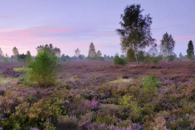 Foto: Sebastian Hennings, Lizenz: NaturSchutzFonds Brandenburg